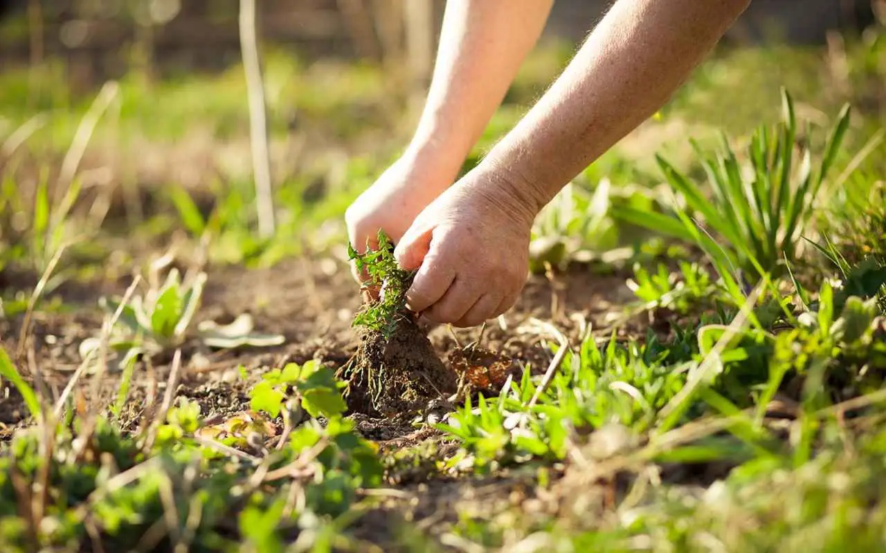 Addio alle erbacce: scopri le tre piante tappezzanti che trasformeranno il tuo giardino Immagine selezionata