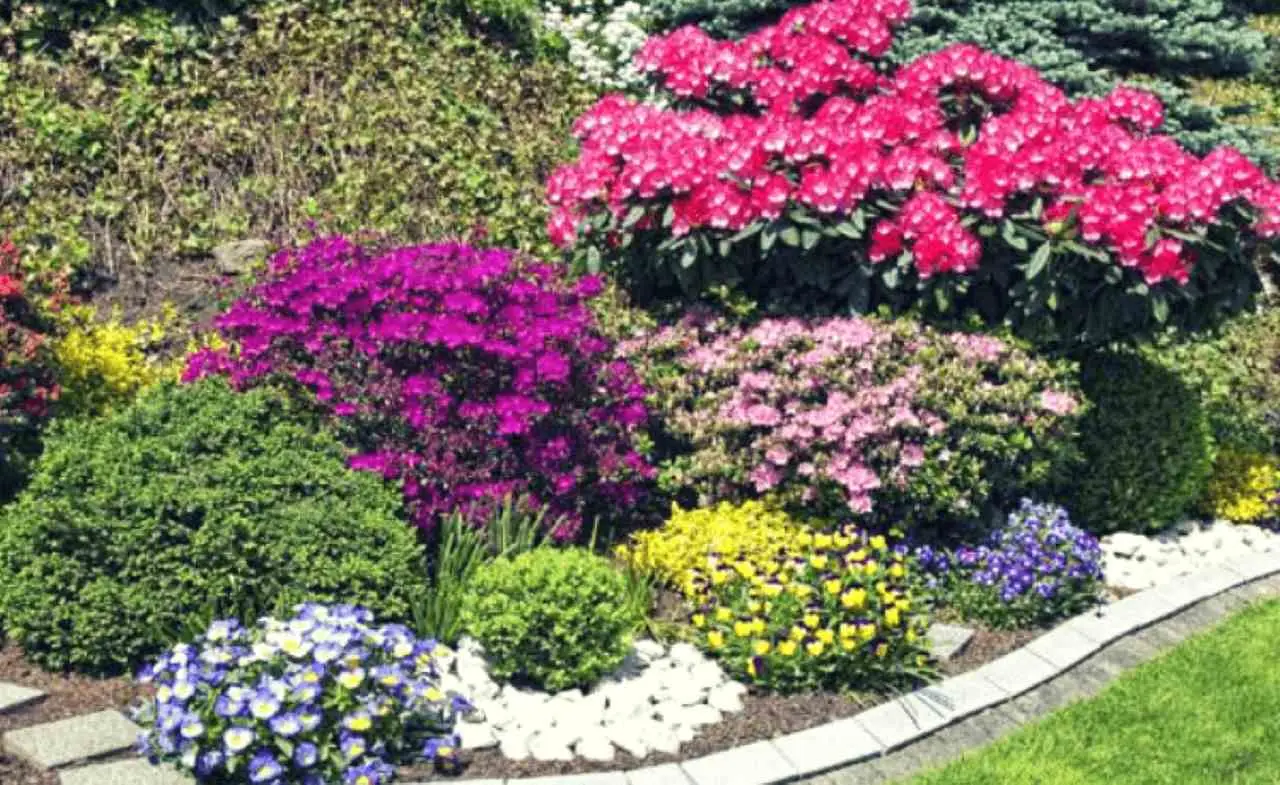 Addio alle erbacce: scopri le tre piante tappezzanti che trasformeranno il tuo giardino Immagine selezionata