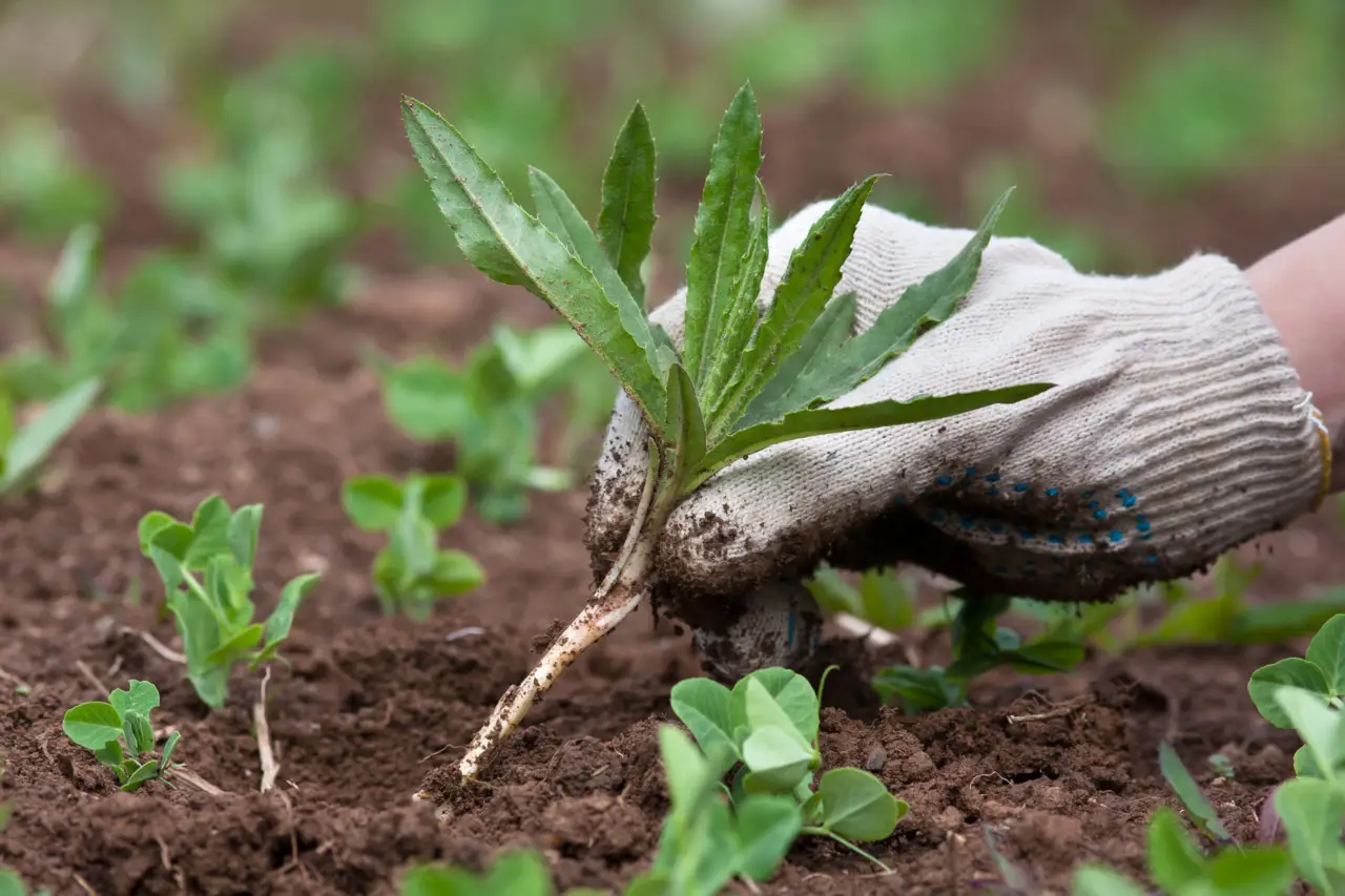 Addio alle erbacce: scopri le tre piante tappezzanti che trasformeranno il tuo giardino Immagine selezionata