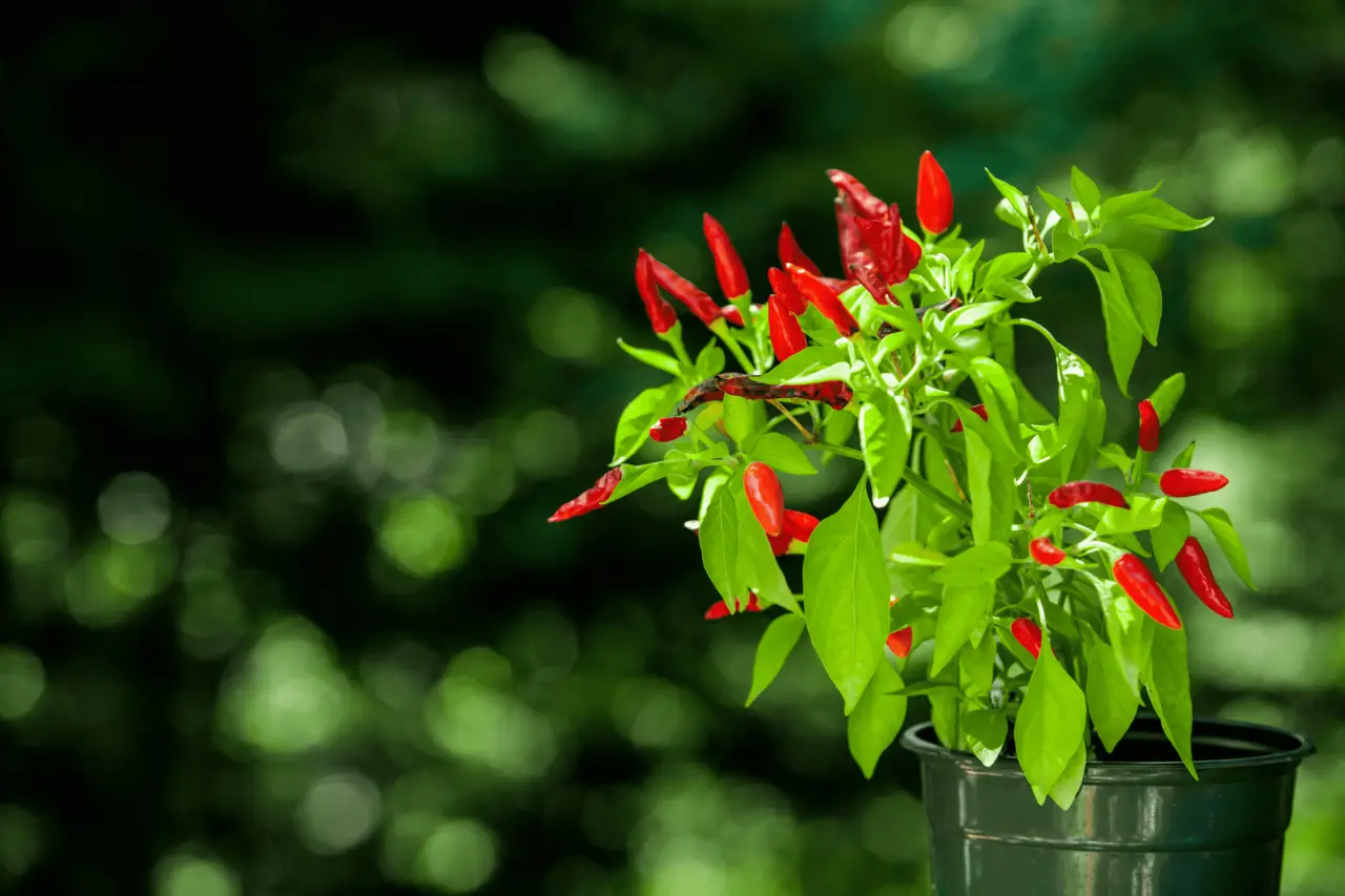 Il momento migliore per piantare il peperoncino: ecco qual è il periodo ideale Il momento migliore per piantare il peperoncino: ecco qual è il periodo ideale