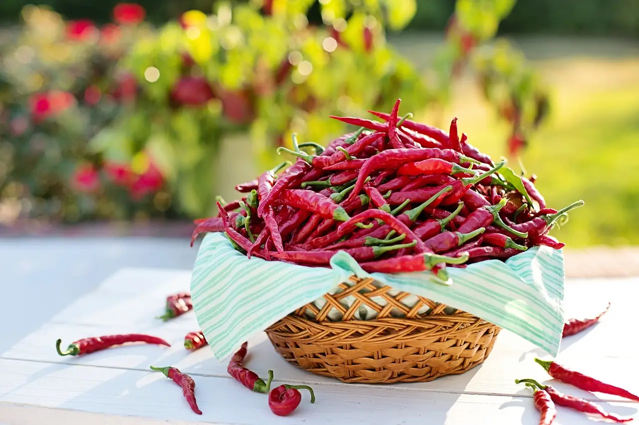 Il momento migliore per piantare il peperoncino: ecco qual è il periodo ideale Il momento migliore per piantare il peperoncino: ecco qual è il periodo ideale