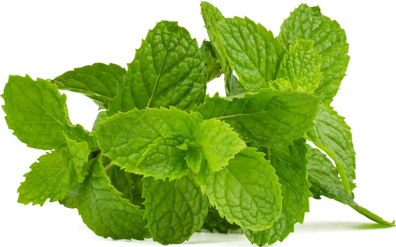 I consigli per rinfrescare l’alito con la menta I consigli per rinfrescare l’alito con la menta