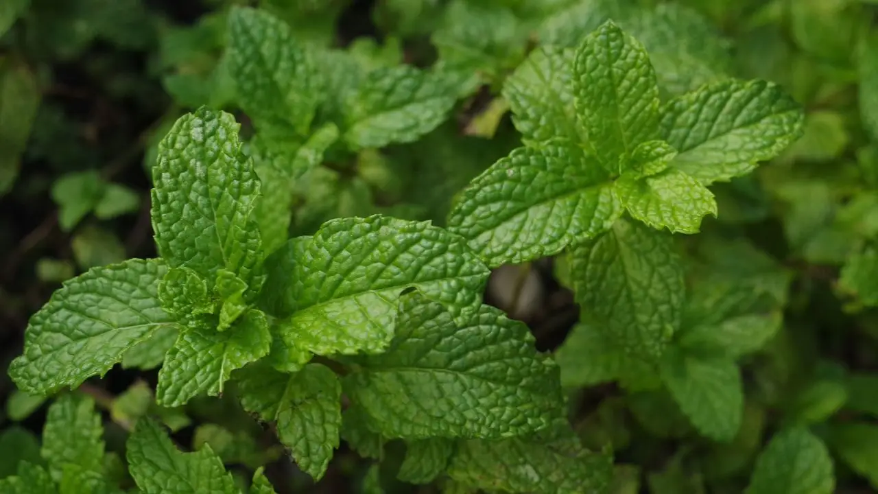 I consigli per rinfrescare l’alito con la menta I consigli per rinfrescare l’alito con la menta