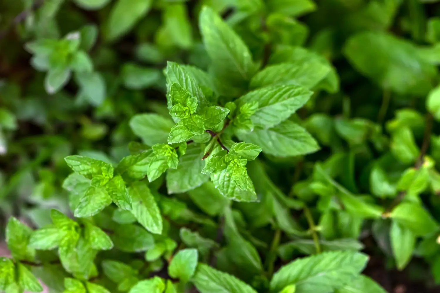 I consigli per rinfrescare l’alito con la menta I consigli per rinfrescare l’alito con la menta
