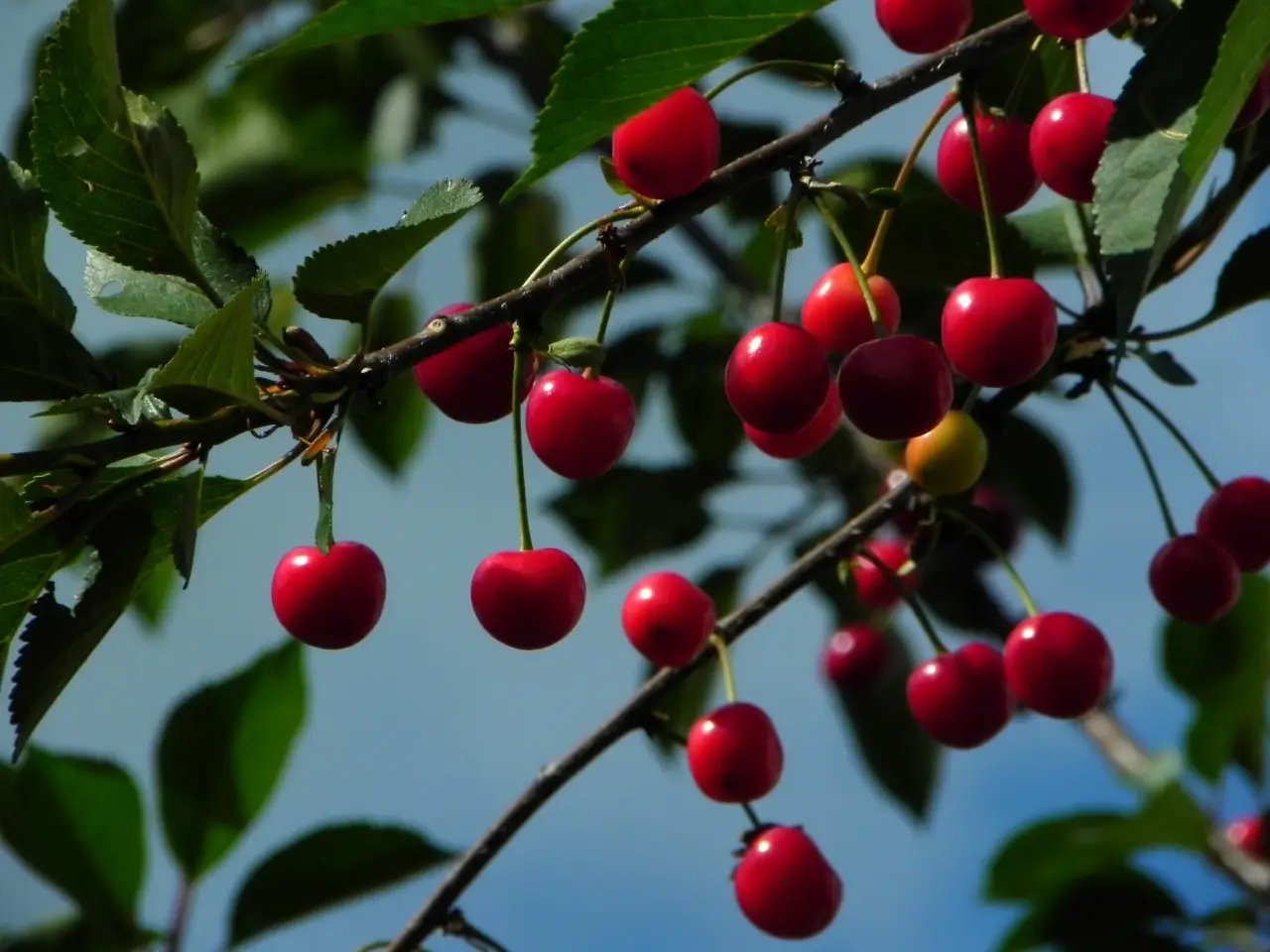 Ciliegie e gonfiore addominale: perché questo frutto aiuta la digestione Ciliegie e gonfiore addominale: perché questo frutto aiuta la digestione